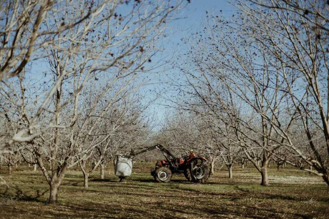 Orania was set up to preserve the 'culture' of the Afrikaners Orania was set up to preserve the 'culture' of the Afrikaners