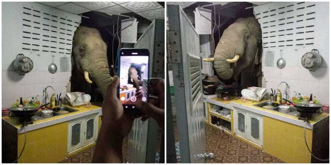 Elephant storms woman's home at night, searches kitchen for food Elephant storms woman's home at night, searches kitchen for food