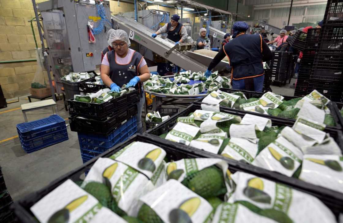 Workers pack avocados at a plant in the Mexican state of Michoacan