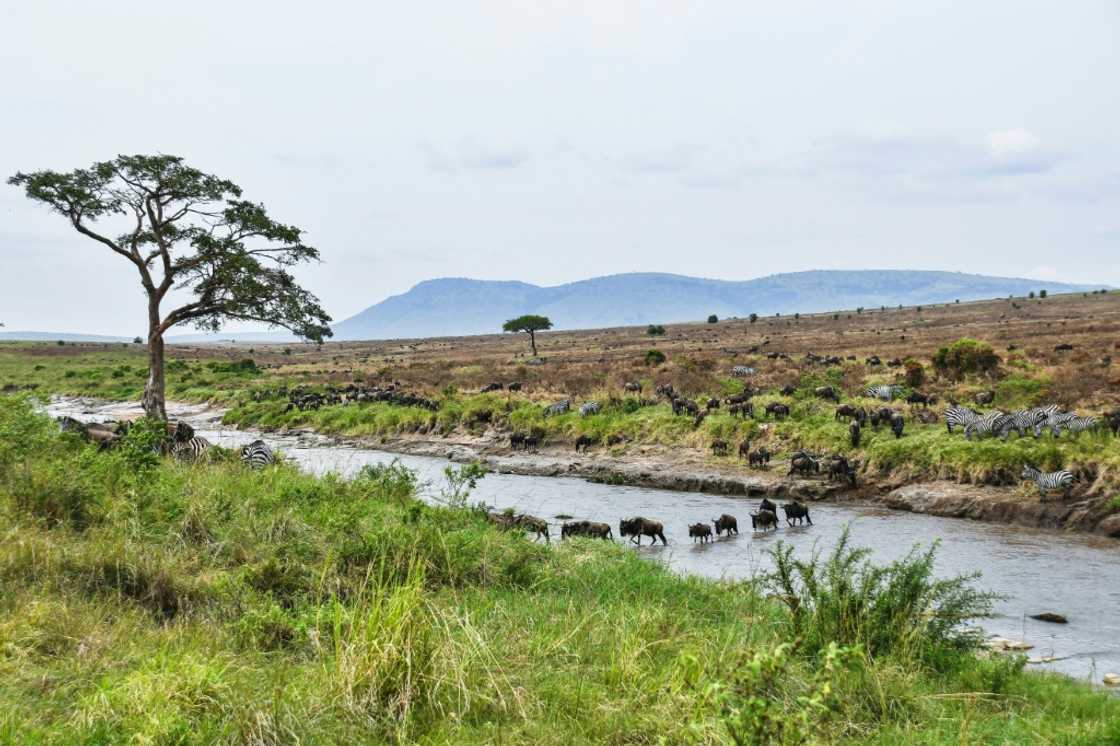 Tanzania's Maasai fear a carbon credit scheme linked to VW could destroy their community's way of life