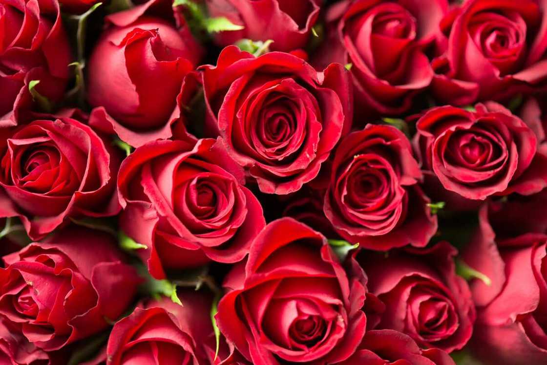 A close-up shot of red roses A close-up shot of red roses
