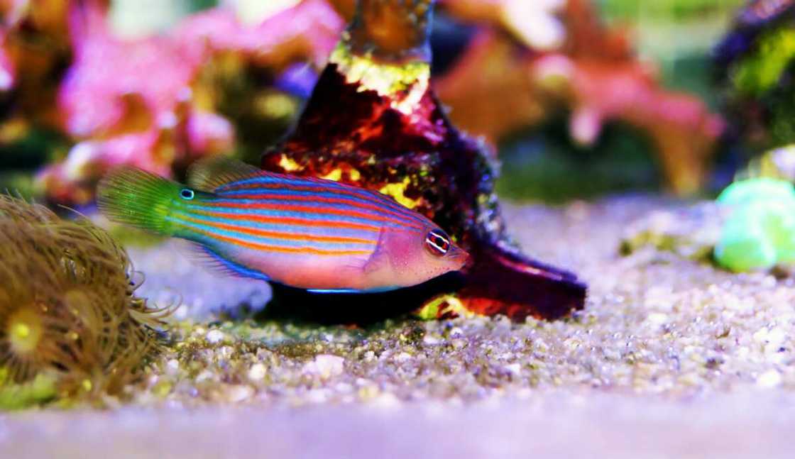 A Purplelined wrasse swimming in the ocean A Purplelined wrasse swimming in the ocean