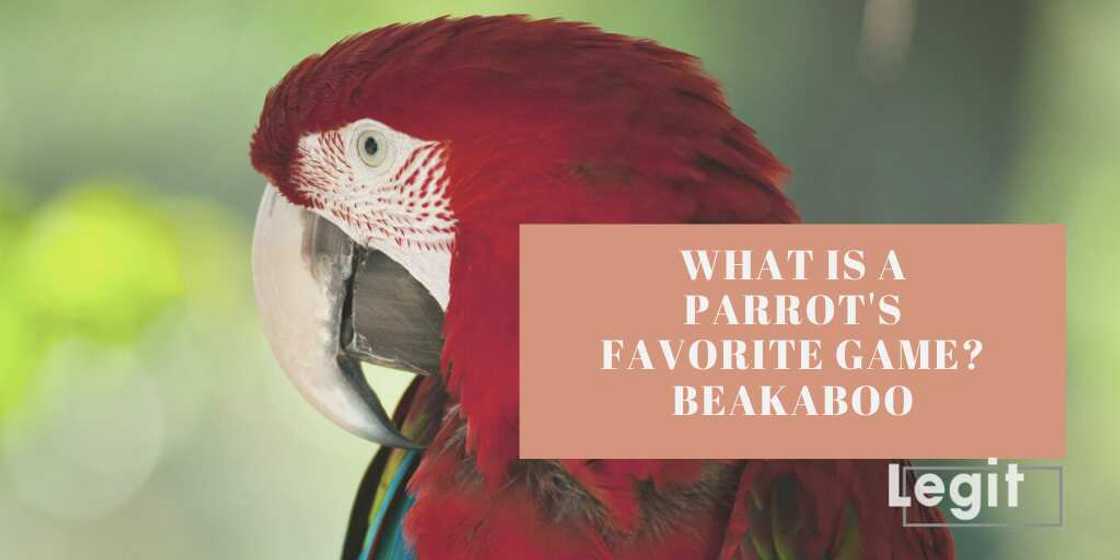 parrot puns