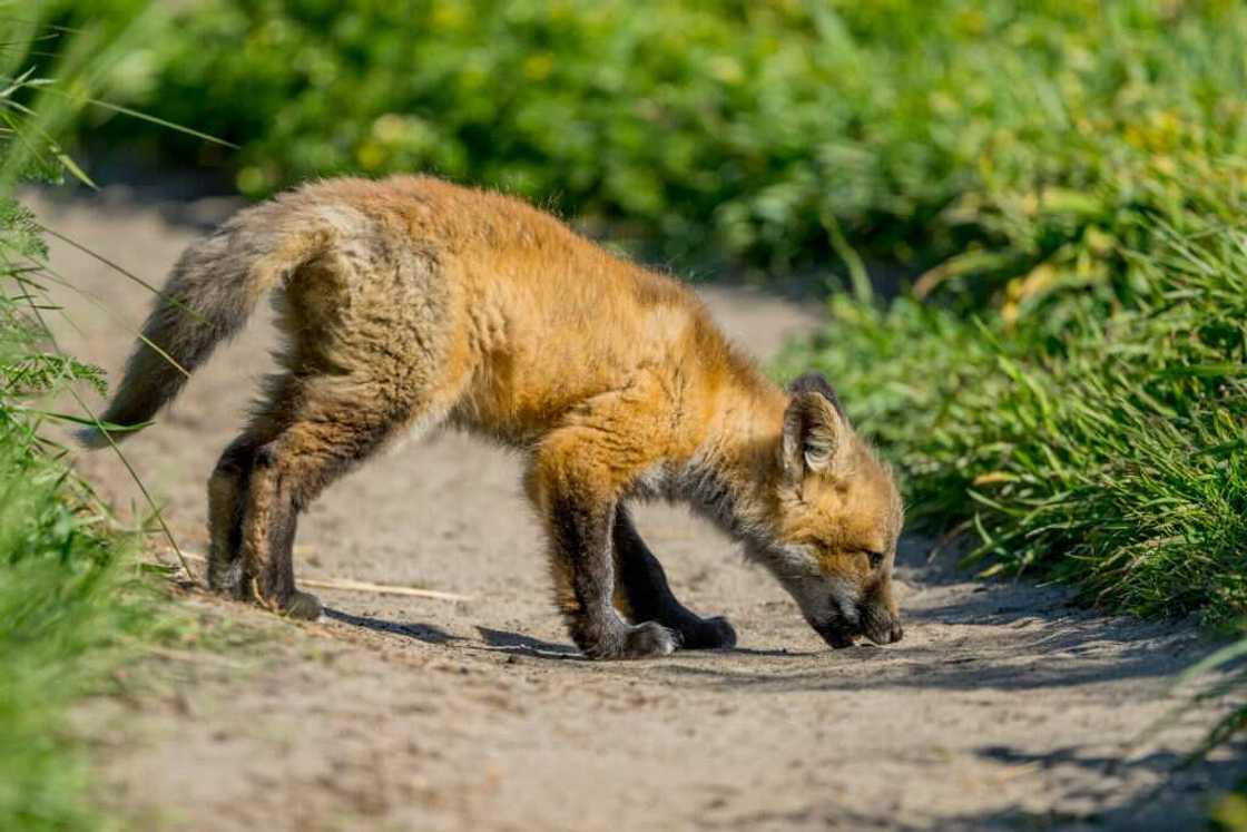 A red fox on a foot path