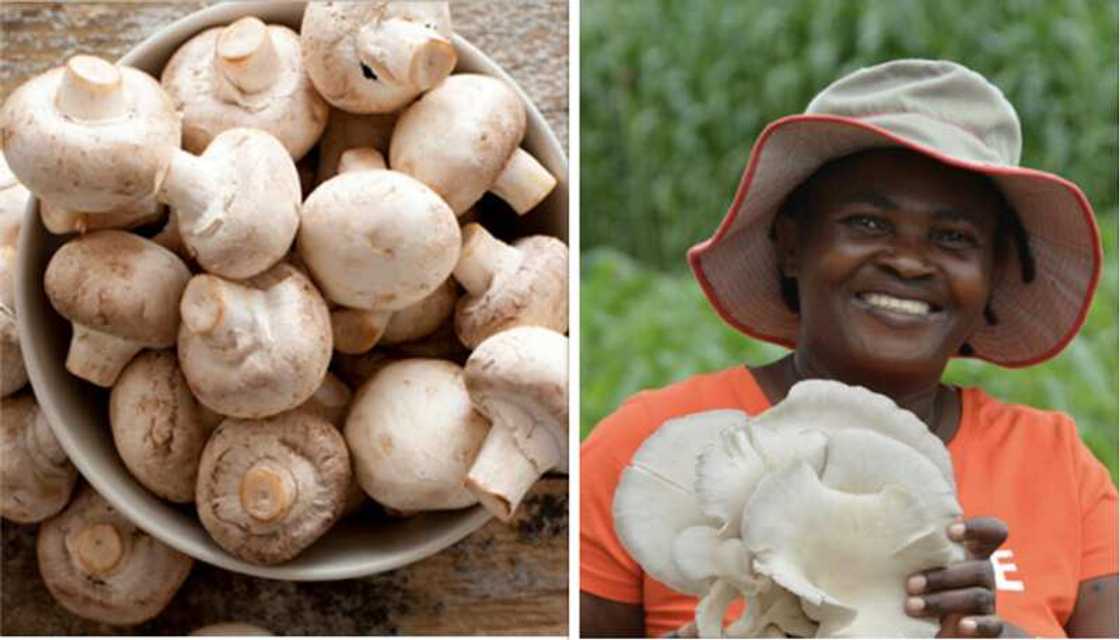 How Nigeria can earn N1trn and employ millions from mushrooms cultivation How Nigeria can earn N1trn and employ millions from mushrooms cultivation
