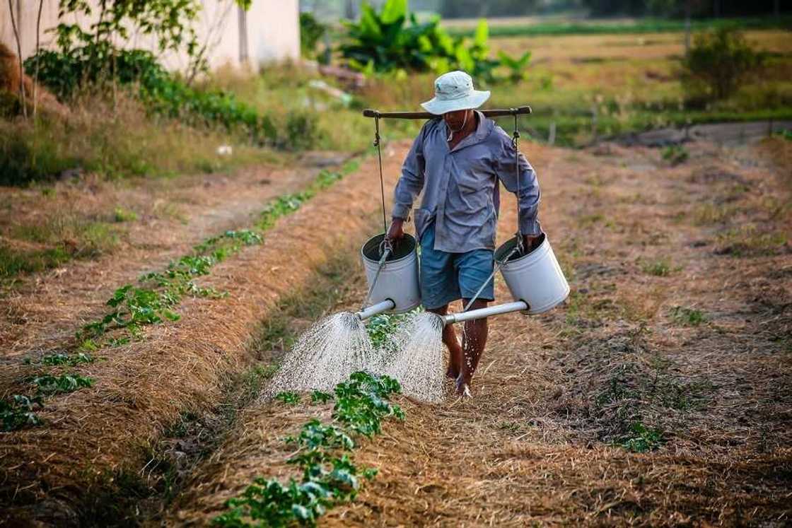 How to invest in agriculture in Nigeria - useful guide How to invest in agriculture in Nigeria - useful guide