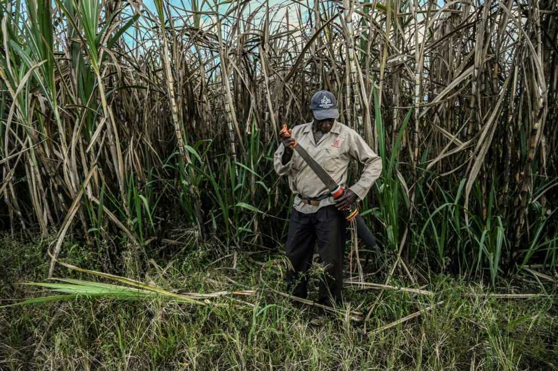 A worker holsters his machete at a sugar cane field near Corinto, department of Cauca, Colombia