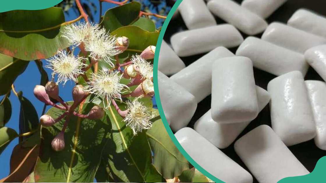 Gum tree and chewing gum pellets Gum tree and chewing gum pellets