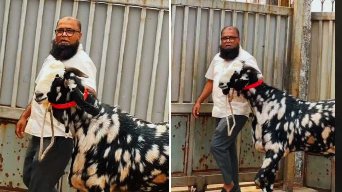 Picture of man walking with his ram Picture of man walking with his ram