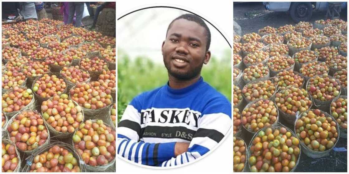 Nigerian Farmer Showcases His Shiny Tomatoes, Puts Them up for Sale, Social Media Users React to His Price Nigerian Farmer Showcases His Shiny Tomatoes, Puts Them up for Sale, Social Media Users React to His Price