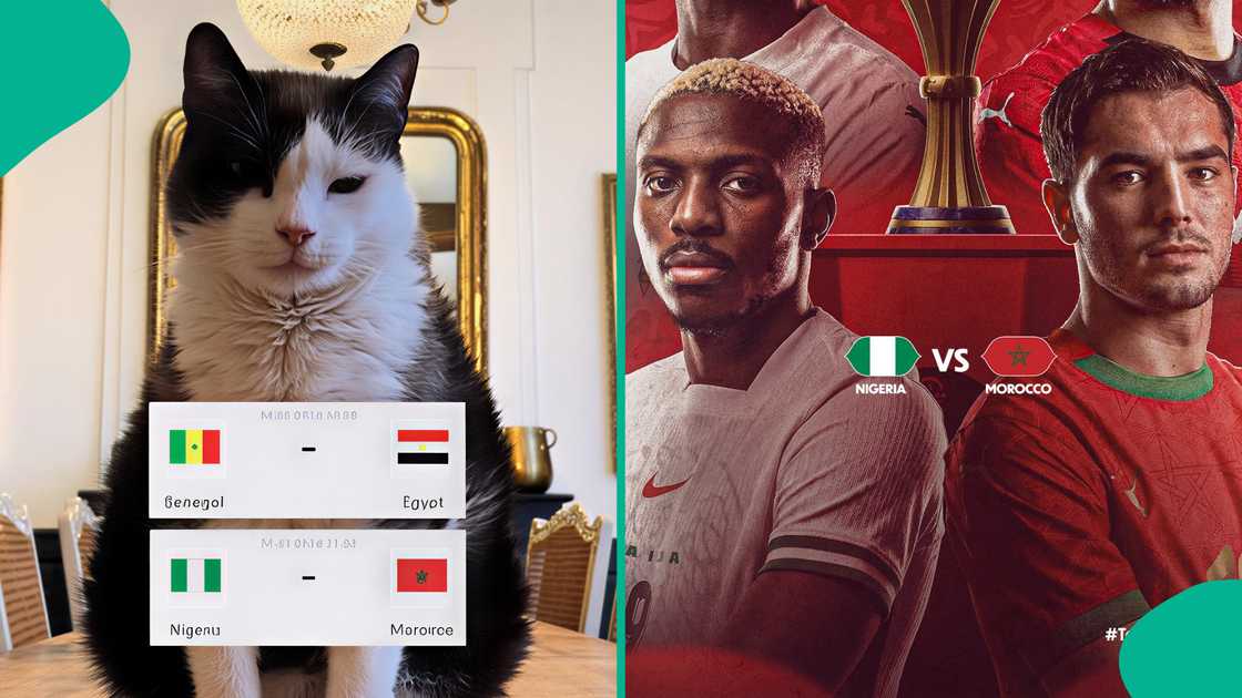 Reactions as viral cat predicts outcome of Nigeria versus Morocco AFCON 2025 semi-final