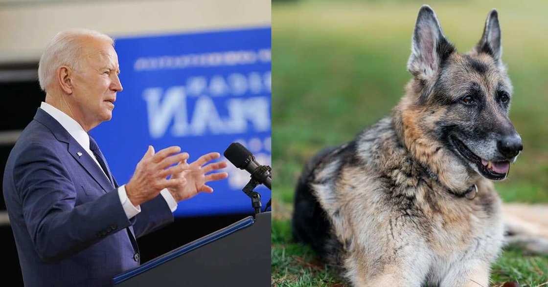 Joe Biden's family dog is dead Joe Biden's family dog is dead