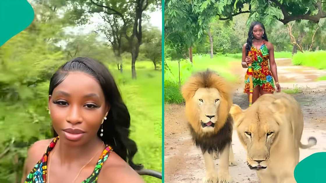 Father orders daughter to return after holiday video with lions