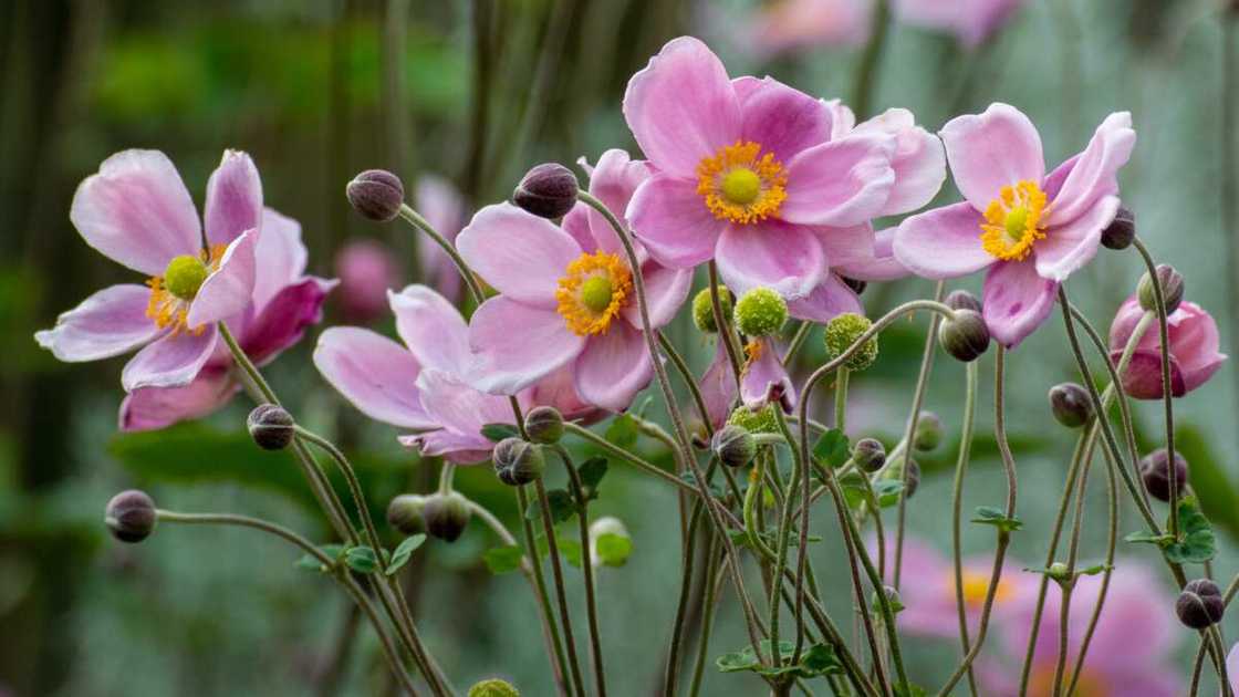 Anemone flower