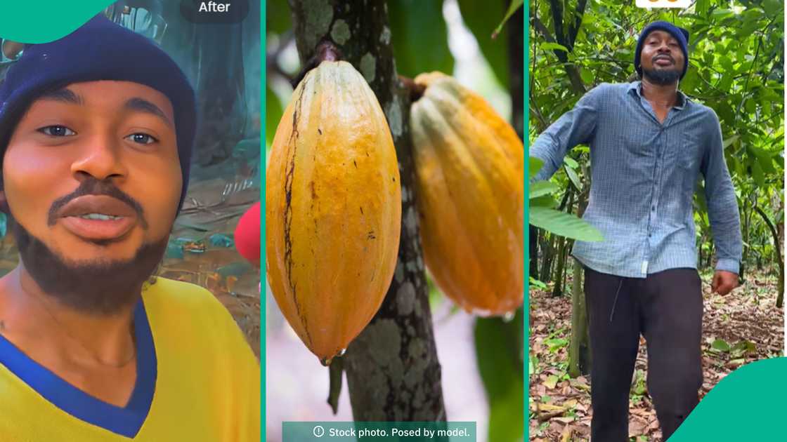Man shares video of his cocoa farm. Man shares video of his cocoa farm.