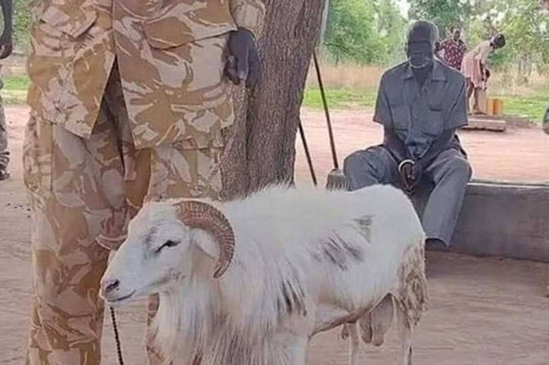 Ba Sani Ba Sabo: Rago Zai Yi Zaman Gidan Kaso Na Shekara 3 Kan Laifin Tunkurin Wata Mata Da Mika Ta Barzahu Ba Sani Ba Sabo: Rago Zai Yi Zaman Gidan Kaso Na Shekara 3 Kan Laifin Tunkurin Wata Mata Da Mika Ta Barzahu