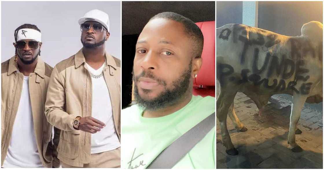 Psqaure, Tunde Ednut, cow Psqaure, Tunde Ednut, cow