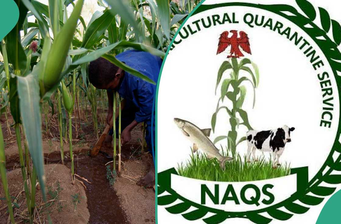 Applicants are directed to complete their applications through the official NAQS recruitment portal.