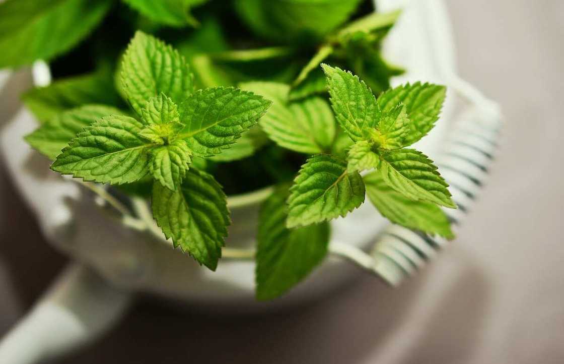 Natural diuretic herbs: peppermint Natural diuretic herbs: peppermint