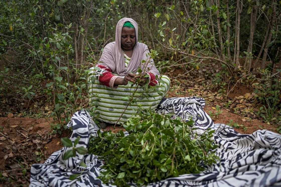 Khat prices have plunged following an overly abundant harvest Khat prices have plunged following an overly abundant harvest