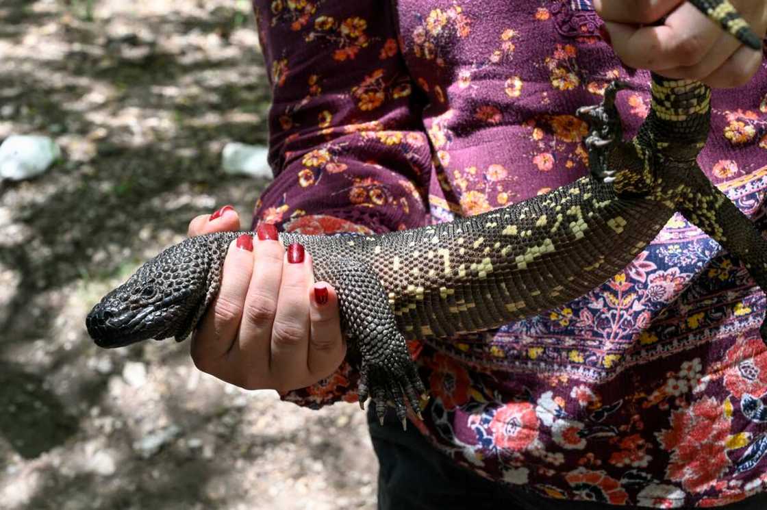 slowest animal in the world slowest animal in the world