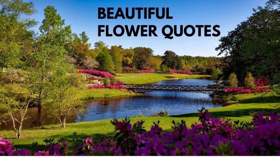 quotes about flowers quotes about flowers