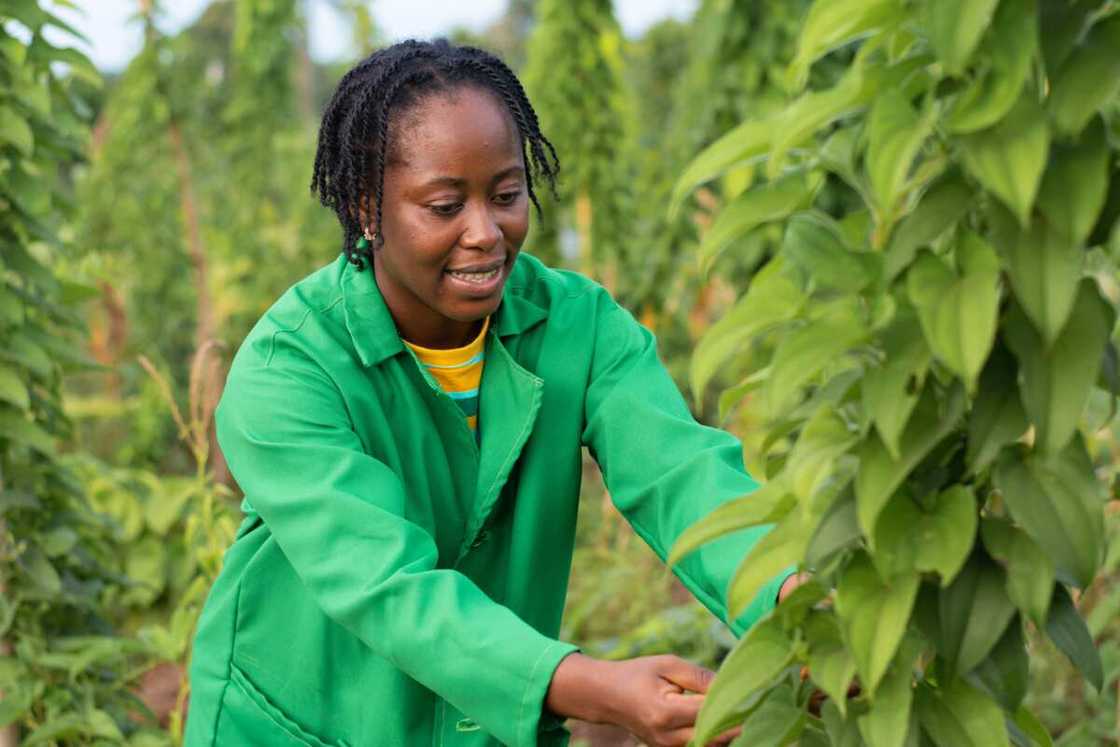 Farmers, World Bank, NBS Farmers, World Bank, NBS