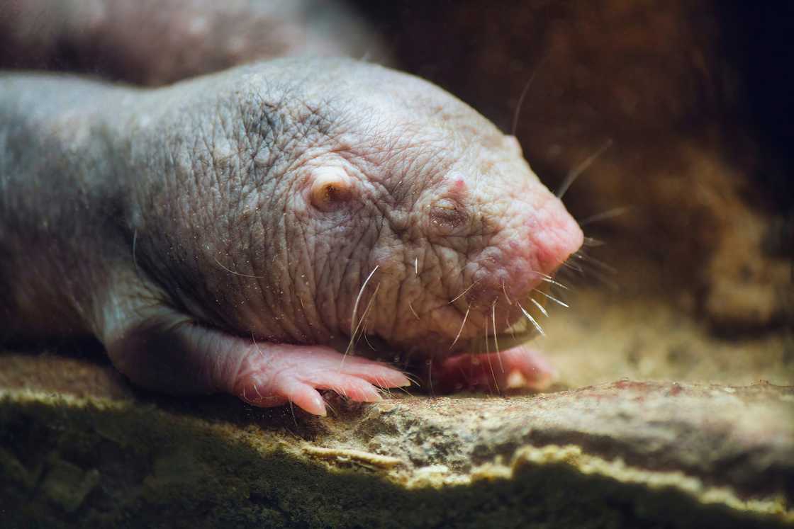 A naked mole rat in an underground burrow