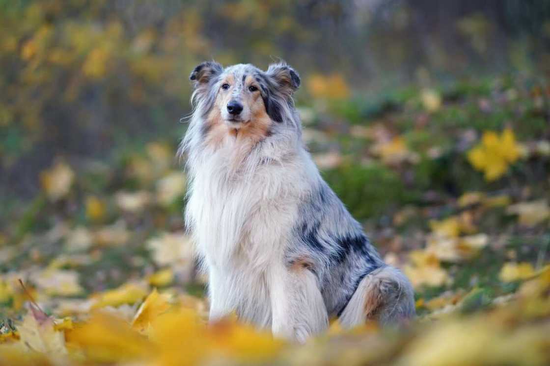 Rough Collie sitting outdoors