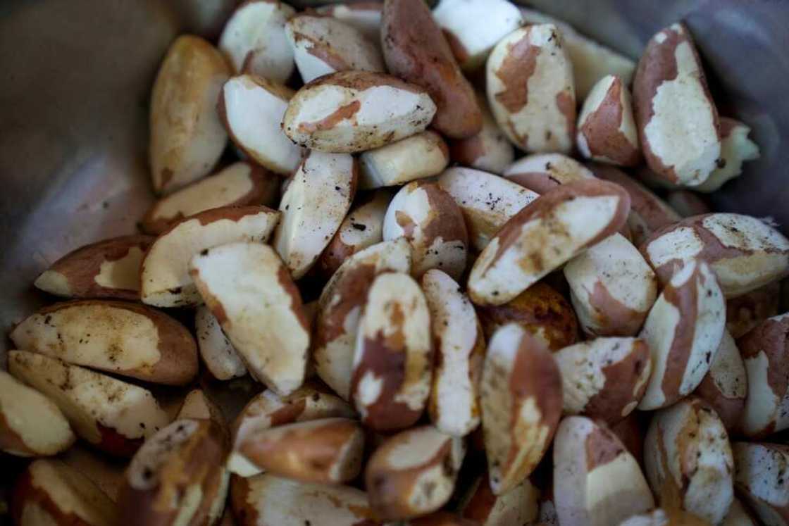 Brazil nuts are one of the few Amazonian non-timber forest products with an important export market Brazil nuts are one of the few Amazonian non-timber forest products with an important export market