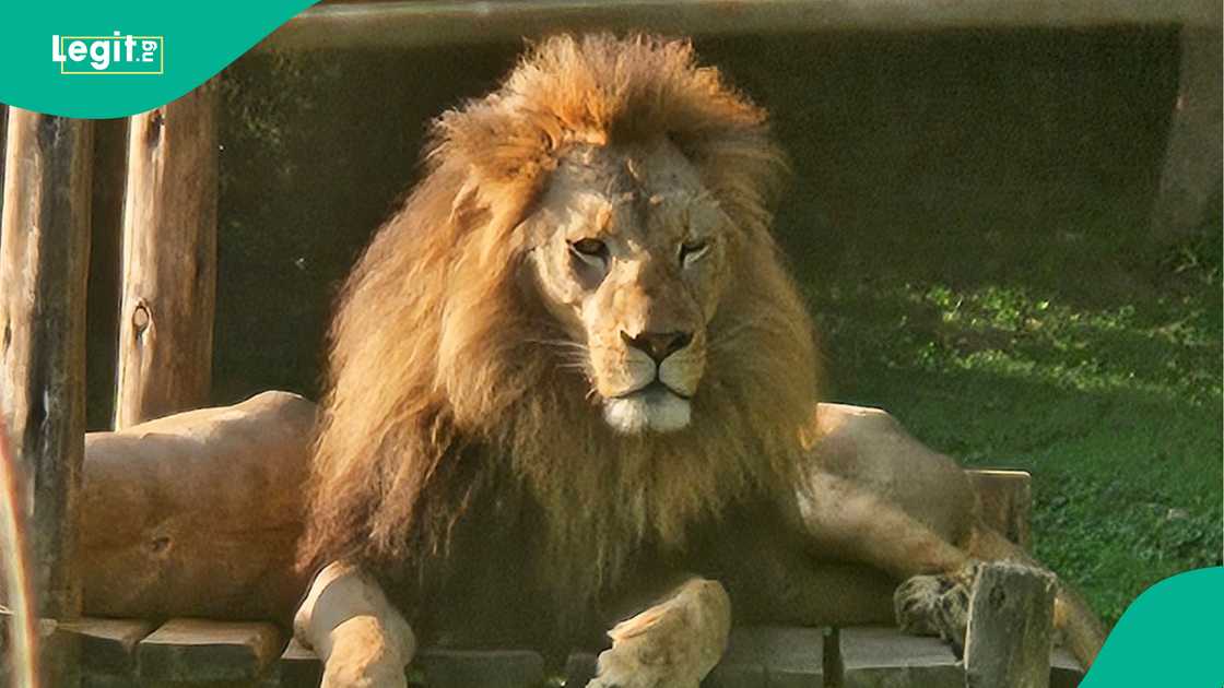 A pack of lions attacked and killed a zookeeper at a safari park in Thailand/Multiple news reports say zookeeper mauled by lions in front of horrified visitors at Thailand safari