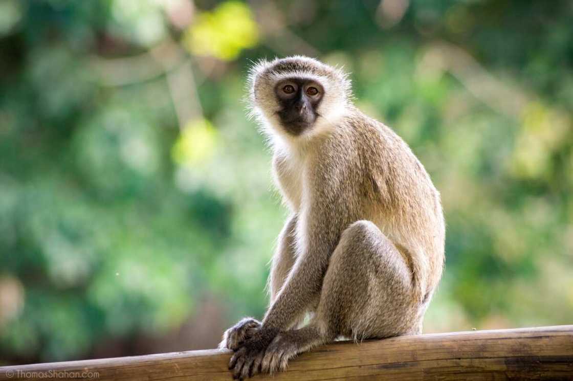 An sanya wa biri kwakwalwar mutum An sanya wa biri kwakwalwar mutum