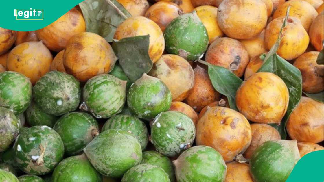 The African star apple is a popular fruit in Nigeria. The African star apple is a popular fruit in Nigeria.