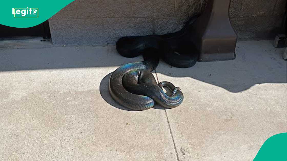 Snake inside a church during a service in Africa as worshippers attempt to remove it, with video of the incident circulating online.