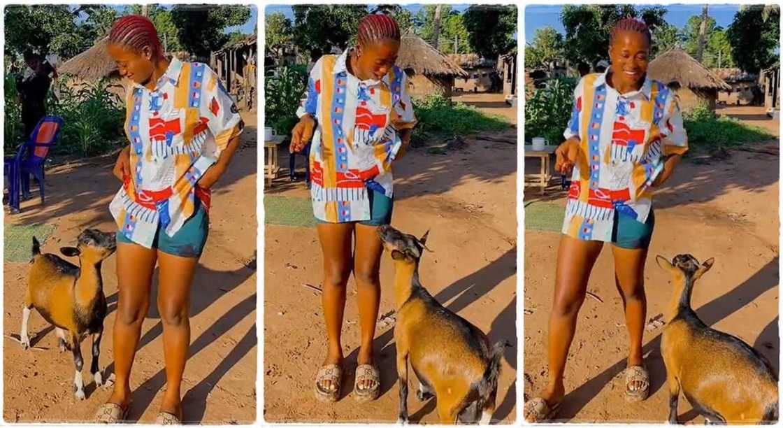 Photos of a lady and her goat.