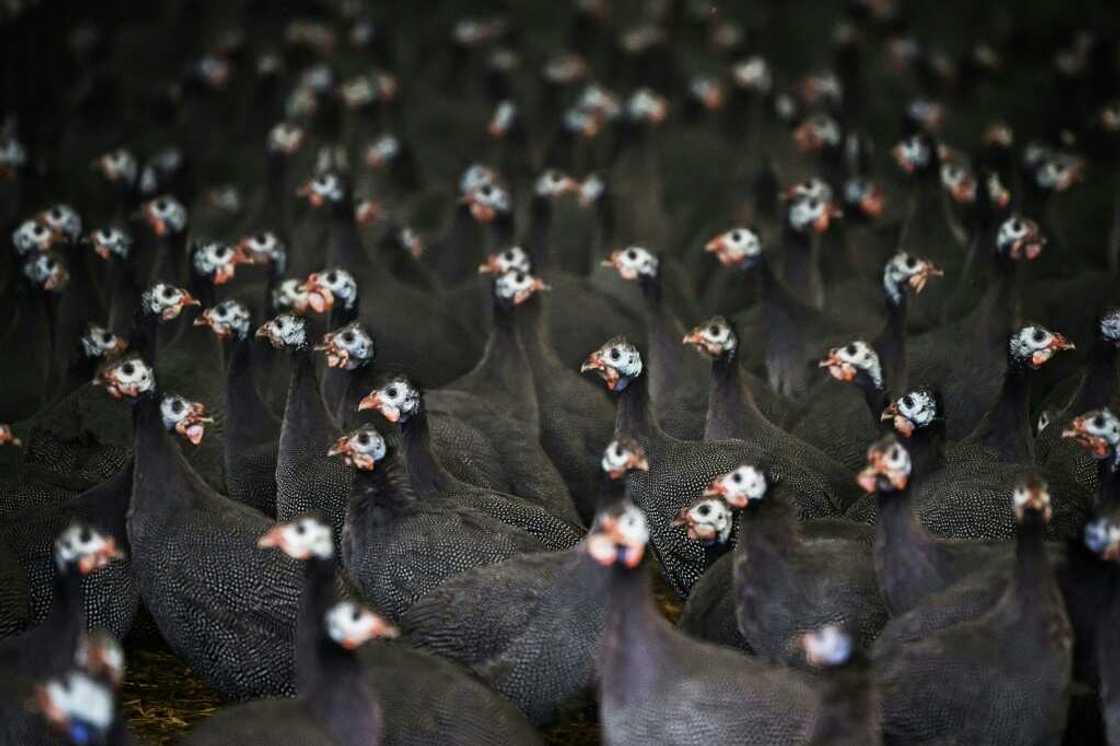 Guinea fowl in a poultry house in western France Guinea fowl in a poultry house in western France