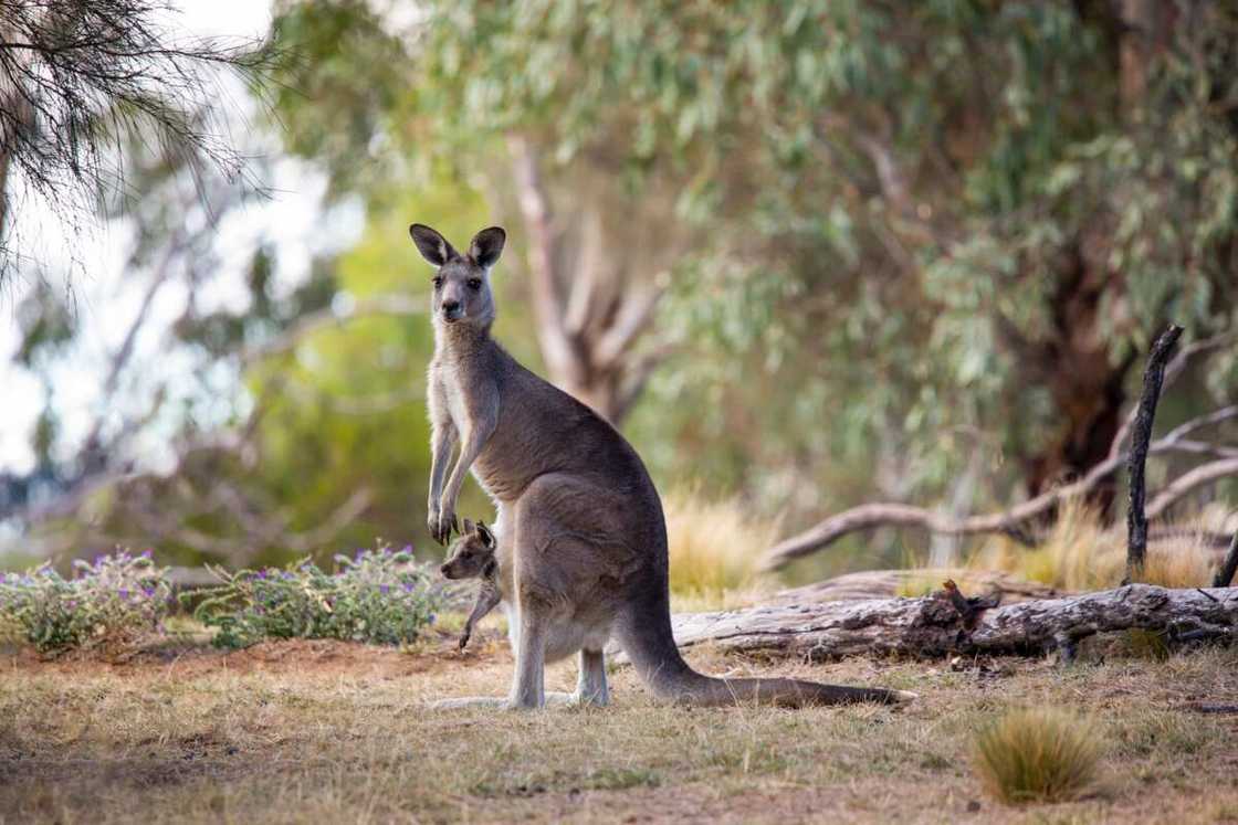 What is the fastest animal in the world? What is the fastest animal in the world?