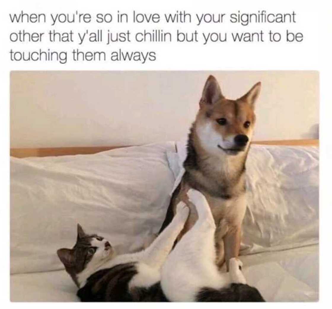 cute love memes cute love memes