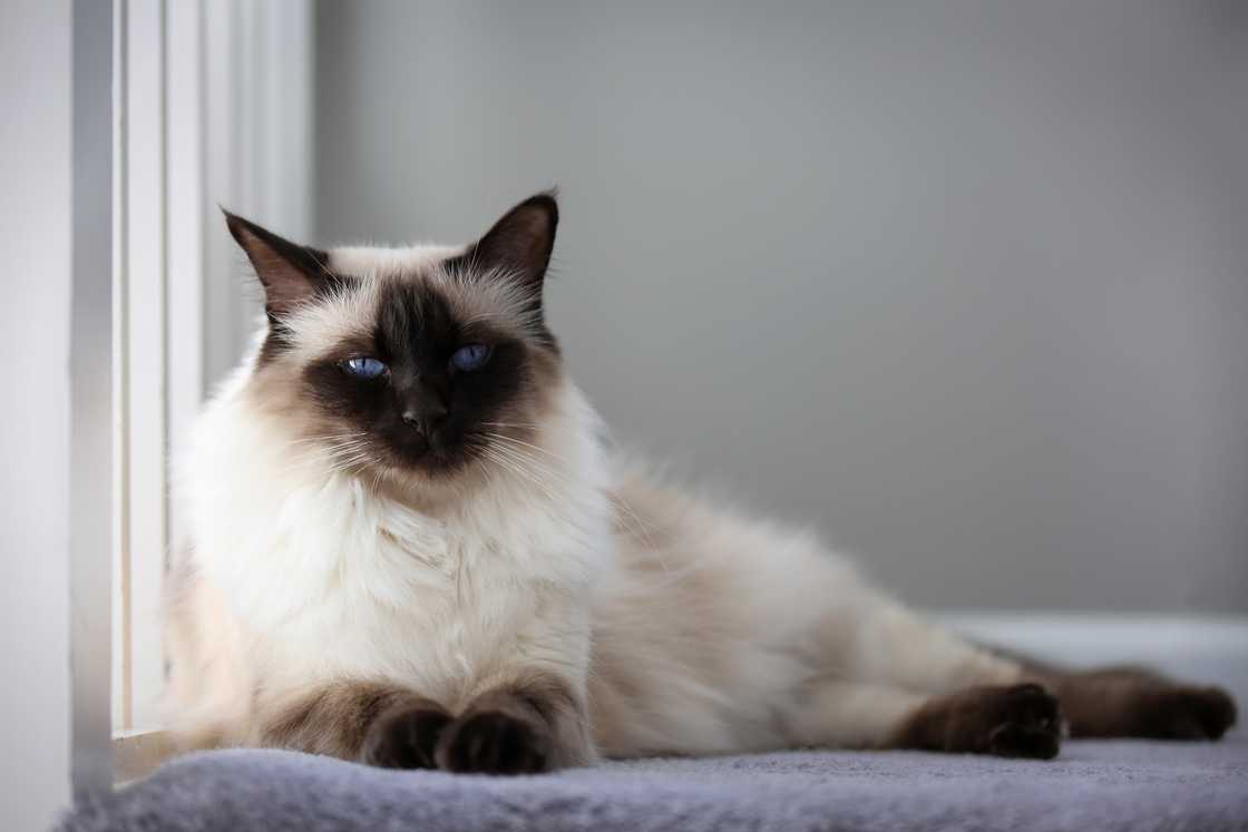 Portrait of an apple-headed chocolate Balinese cat.