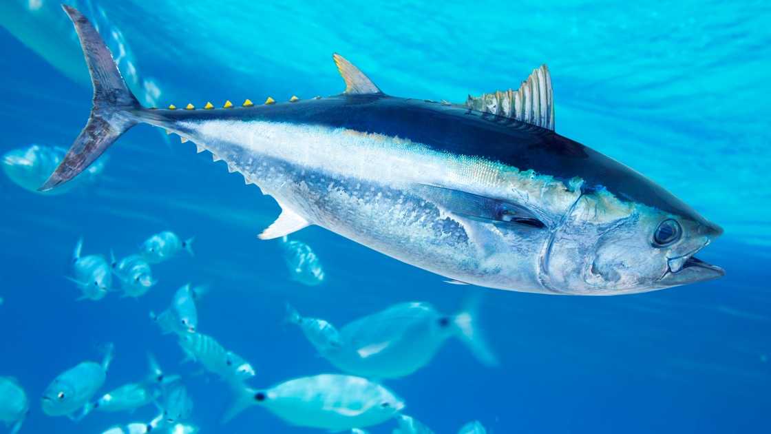 The Bluefin tuna, scientifically known as Thunnus thynnus. The Bluefin tuna, scientifically known as Thunnus thynnus.