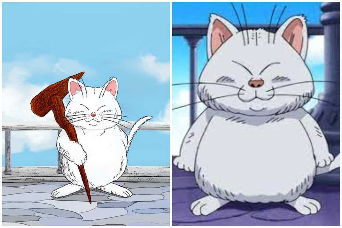 anime kitties anime kitties