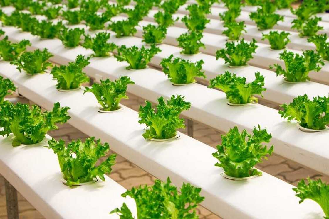 How to invest in agriculture in Nigeria effectively How to invest in agriculture in Nigeria effectively