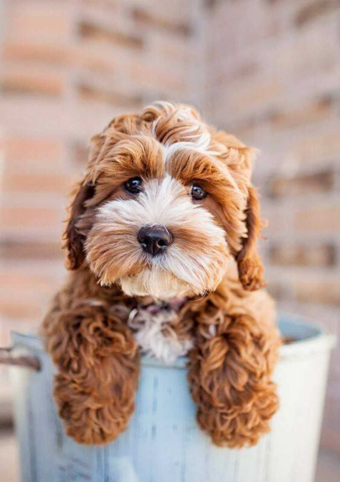 cutest puppy cutest puppy