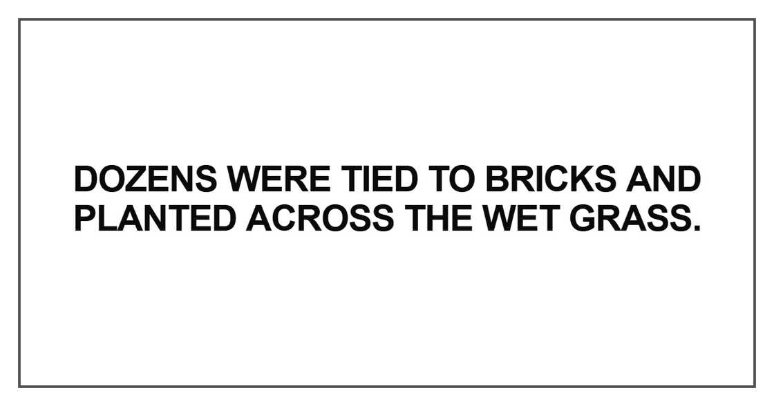 Dozens were tied to bricks and planted across the wet Dozens were tied to bricks and planted across the wet