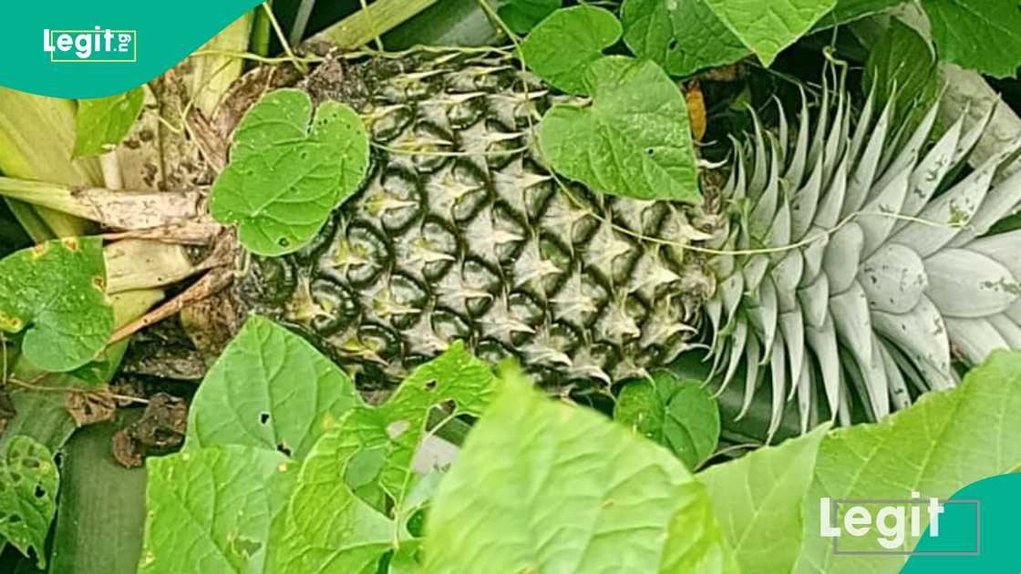 Pineapple harvest from a 'farm' in Iwoye-Aiyedokun community in Ogun State.