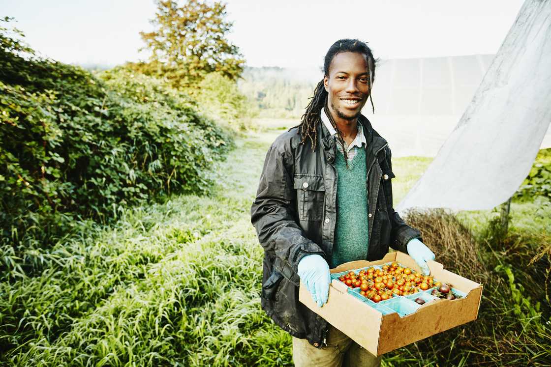 A farmer carrying a box with harvest from a farm A farmer carrying a box with harvest from a farm