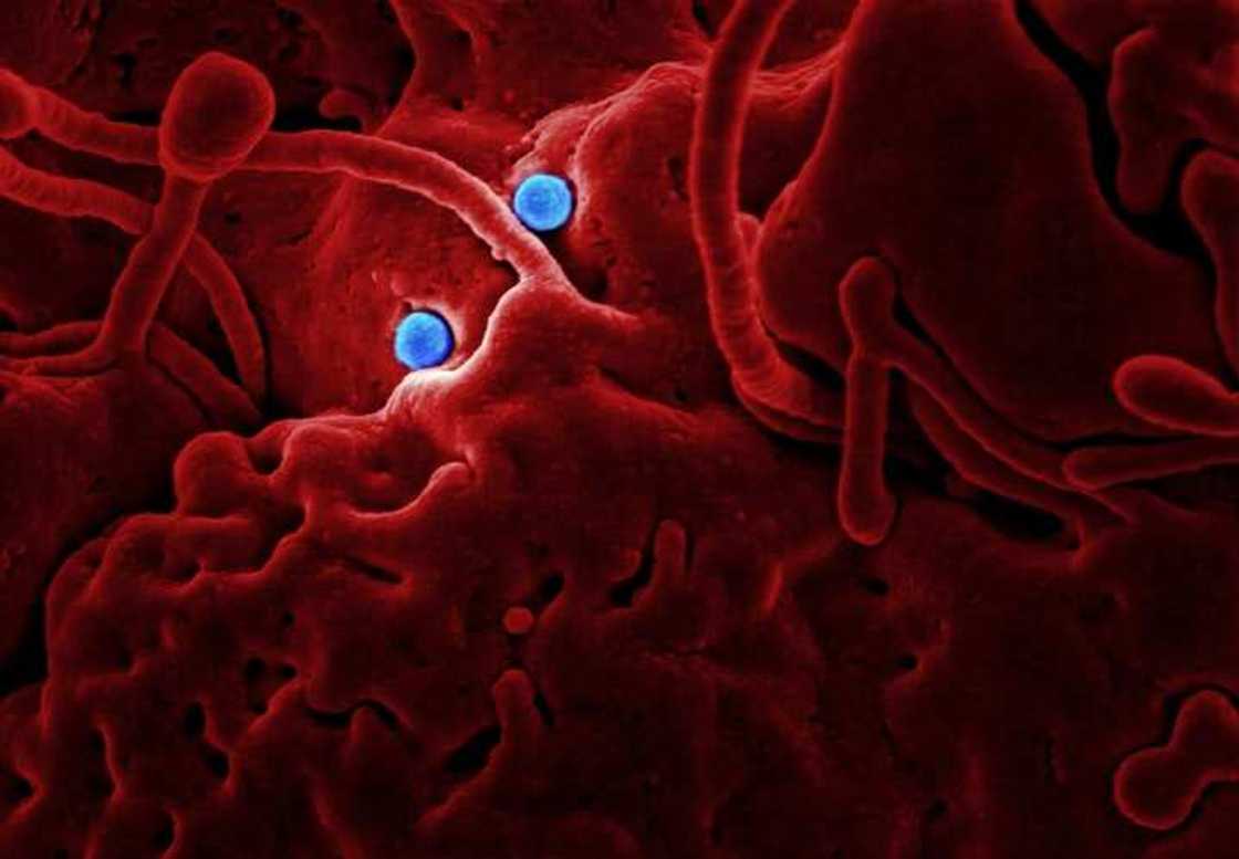 Human coronavirus Human coronavirus