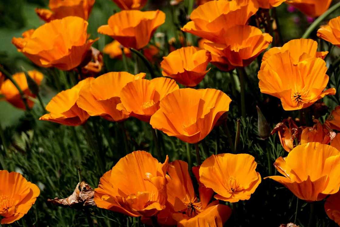 A cockscomb flowers in bloom