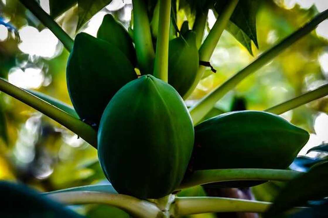 Green papaya benefits Green papaya benefits