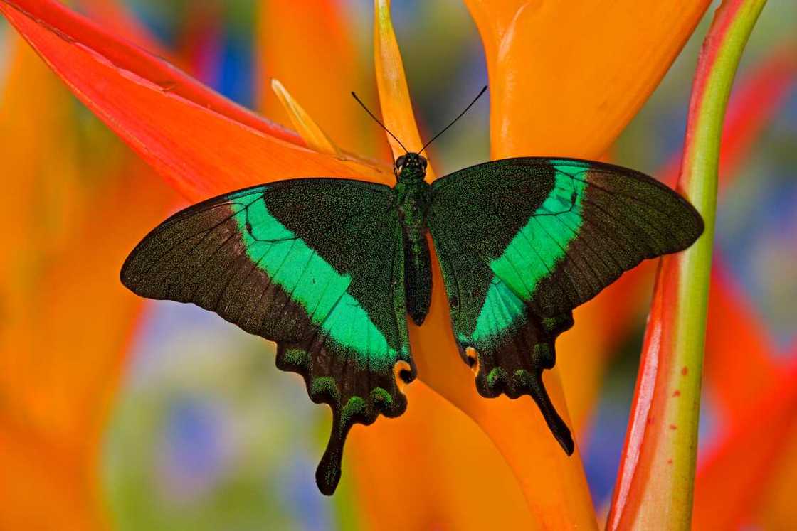 Papilio palinurus banded peacock butterfly